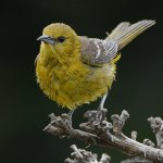 Oriole5.jpg
