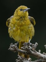 Oriole3.jpg