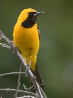 Oriole6.jpg