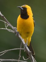 Oriole8.jpg