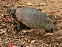 Turtle.jpg