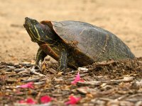 Turtle5.jpg