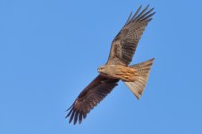 Hawk In Flight a.jpg
