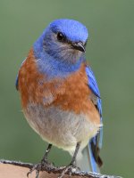 Bluebird.jpg