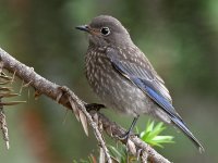 Bluebird4.jpg