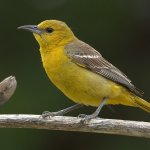 Oriole6.jpg