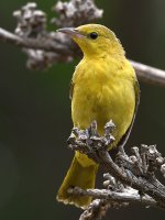 Oriole7.jpg