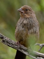 Towhee.jpg