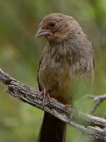 Towhee2.jpg