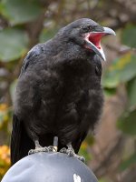 Raven3.jpg