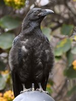 Raven4.jpg