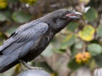Raven7.jpg