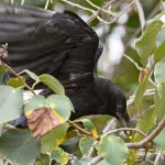 Raven11.jpg