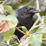 Raven13.jpg