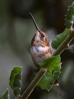 Hummer26.jpg