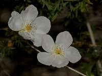 ApachePlume.jpg