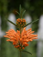 Leonotis.jpg