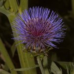 Artichoke.jpg