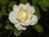 Rose2.jpg