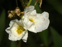 WhiteFlower.jpg