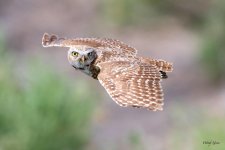 BurrowingOwlFlight-405.jpg