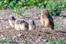BurrowingOwlNest-400.jpg