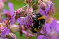 20190609-DSC_0536crop.jpg