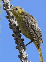 Oriole2.jpg