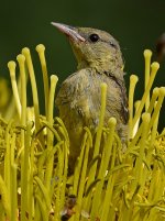 Oriole8.jpg