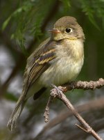 Vireo.jpg