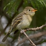 Vireo4.jpg