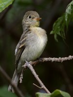 Vireo6.jpg