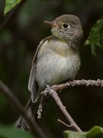 Vireo8.jpg