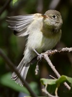 Vireo17.jpg