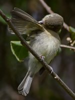 Vireo22.jpg