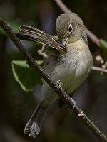 Vireo23.jpg