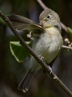 Vireo25.jpg