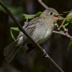 Vireo26.jpg