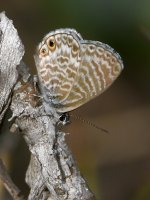 Hairstreak.jpg
