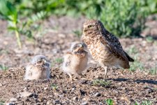 BurrowingOwlNest-401.jpg