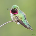 Hummer-400.jpg