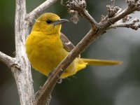 Oriole2.jpg