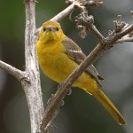 Oriole3.jpg