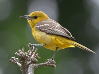 Oriole4.jpg
