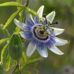 Passiflora2.jpg
