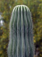 Cactus.jpg