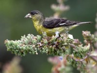 Goldfinch.jpg