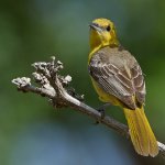 Oriole.jpg