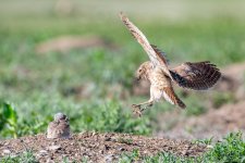 BurrowingOwlNest-415.jpg