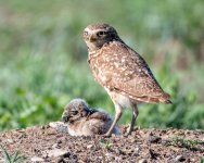 BurrowingOwlNest-416.jpg